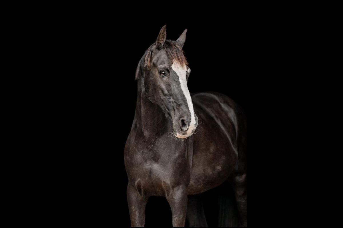 Cruz - Welcome to Cruz Equine Acres